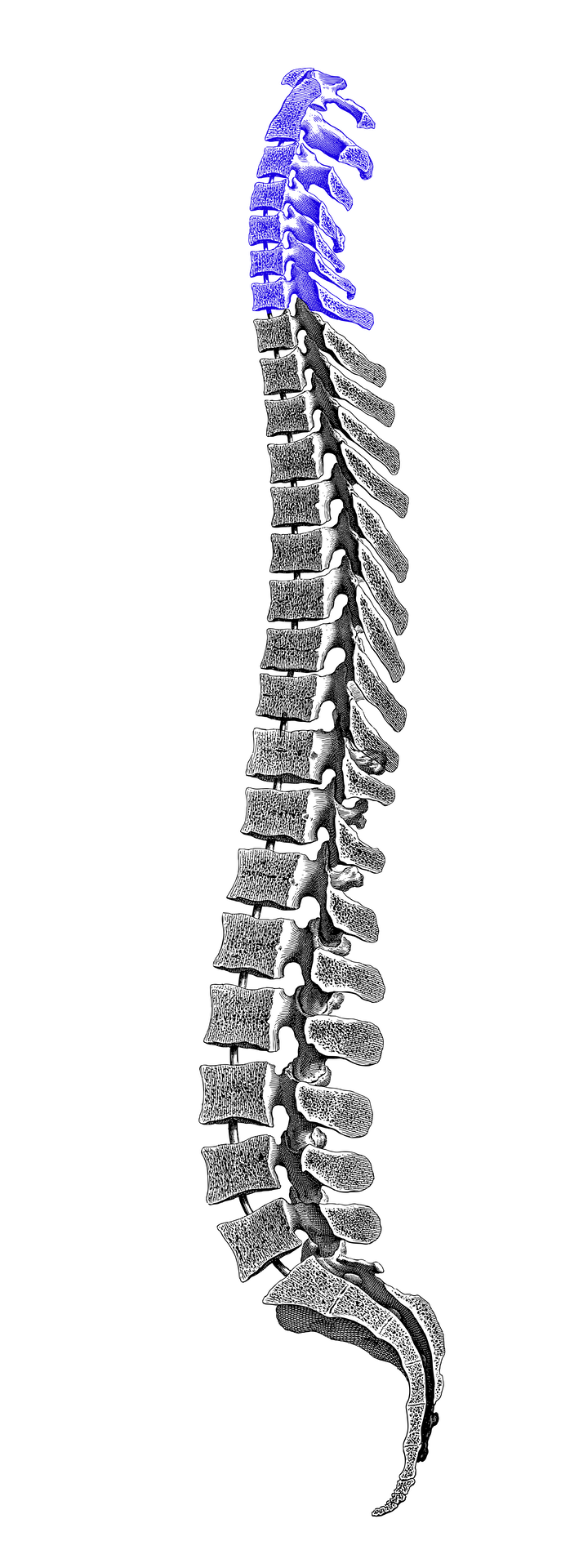 Spine diagram showing Cervical Spine (C1-C7)