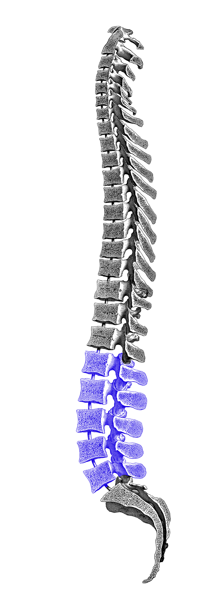 Spine diagram showing Lumbar Spine (L1-L5)