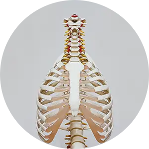 Spinal Correction Conditions Treatment Chiropractic Services Chiropractor in Newark, DE